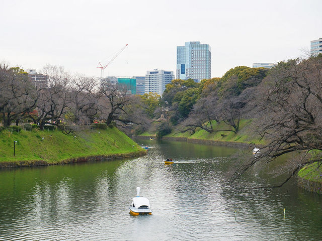 東京景點｜訪千鳥淵：賞櫻的遺憾