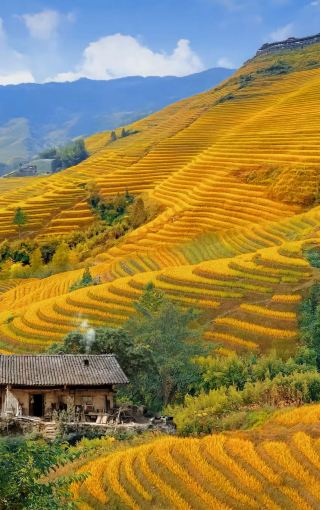 Hurry up! The Longji Rice Terraces in Guilin have turned yellow. 