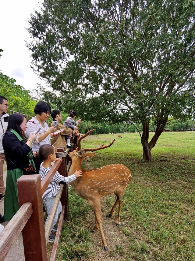 良渚古城遺址公園裡的梅花鹿。