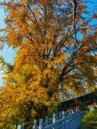 何必爬泰山，不如來玉禪寺！