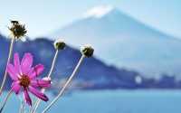 東京河口湖富士山賞紅葉全攻略。