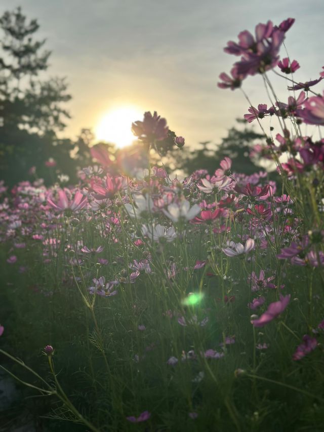 深圳觀瀾版畫村‖如詩如畫格桑花海。