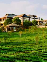 雲南的酒店｜讓我住進山水茶園中。
