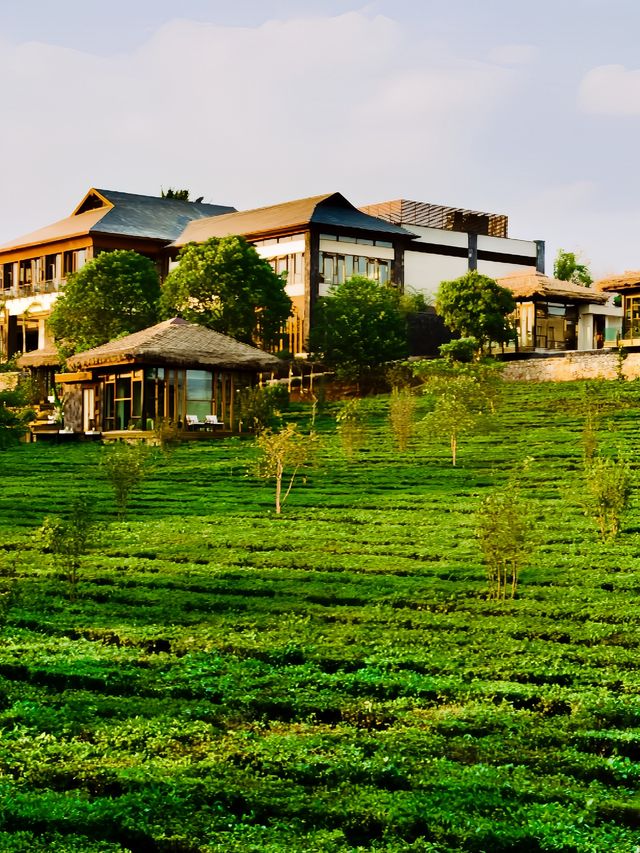 雲南的酒店｜讓我住進山水茶園中。