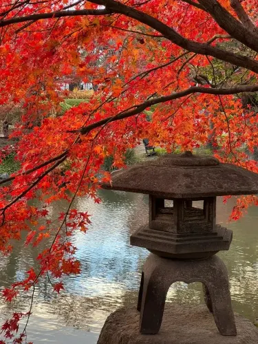 京都の東寺で素晴らしい紅葉を楽しみましょう!