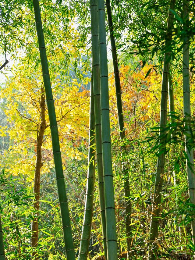 桐廬賞秋一日徒步（附路線）：樹樹皆秋色。