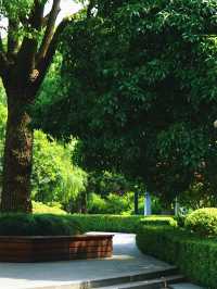 成都 | 賞銀杏遊玩的好去處（附蛟龍港活水公園攻略）。
