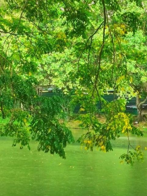 Jurong Lake Park in Singapore is Stunning❤🥰