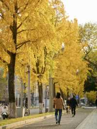 川大銀杏路旅遊攻略