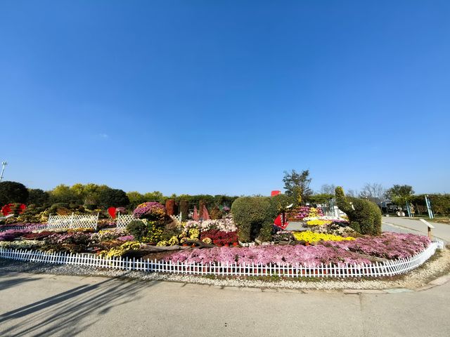 九龍灣花星球，邂逅浪漫花海奇境 