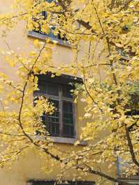 帽子峰原圖丨來對時候，銀杏、紅楓和落羽杉都看了