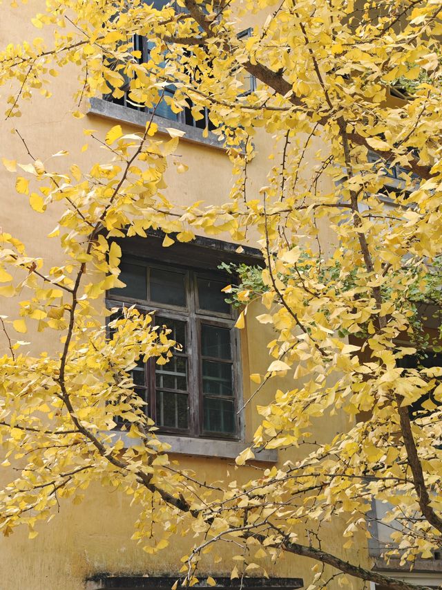 帽子峰原圖丨來對時候，銀杏、紅楓和落羽杉都看了