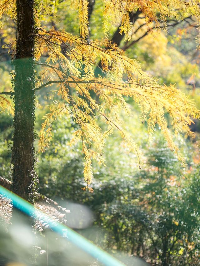 不是北海道！在武漢郊外的森林小屋中享受秋夜