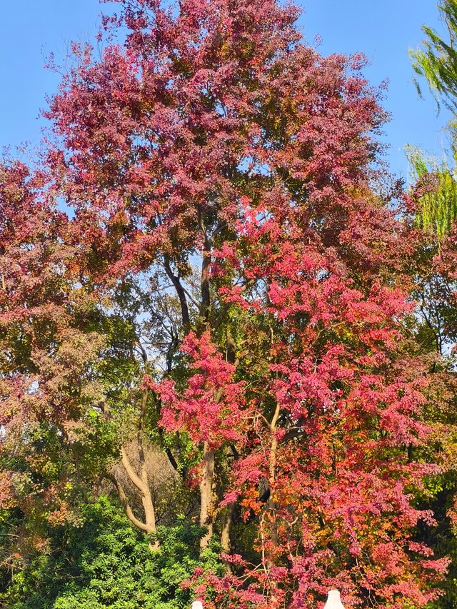 蘇州紅楓葉新去處