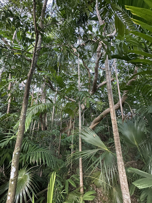 大島上的小植物園，人氣秘境
