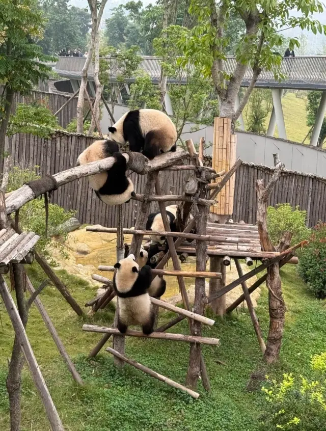 西寧野生動物園|高原動物園王國探秘