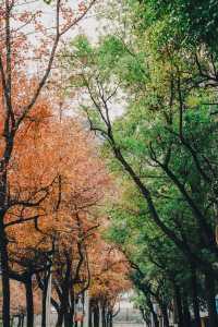 桂林超浪漫的紅楓大道，300棵楓葉樹全紅了！！