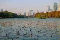 在洪湖公園，與白鷺不期而遇