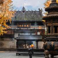 地鐵直達｜滿園金色，寶輪寺的銀杏黃了❗️||屬於重慶的冬日氛圍感已經拉滿