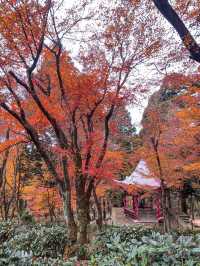 廬山3日遊 玩轉美景不踩坑