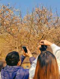 深圳冬日限定浪漫，又到梅花盛開的季節