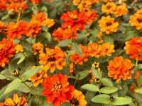 深圳前海石公園：絢爛花海之境