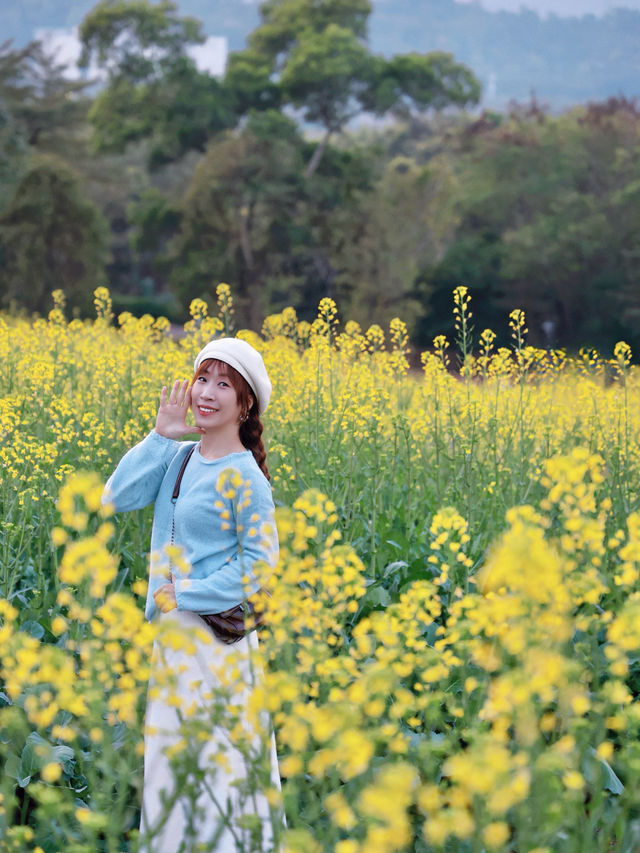 深圳｜春天提前報到·油菜花率先開滿園