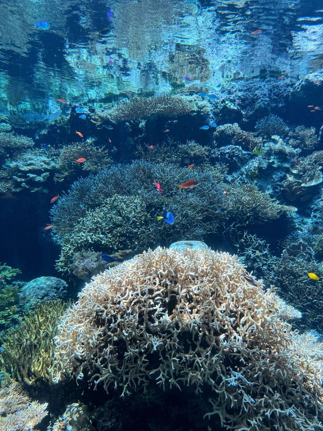 5日深度遊 揭秘日本隱藏玩法