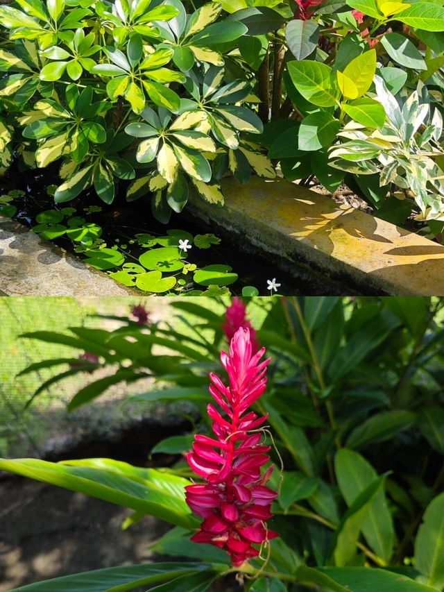 探索斯里蘭卡漢班托特乾區植物園：赤道上的綠色奇蹟