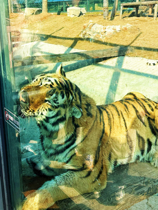 春節假期一定要來打卡的西霞口神雕山野生動物園