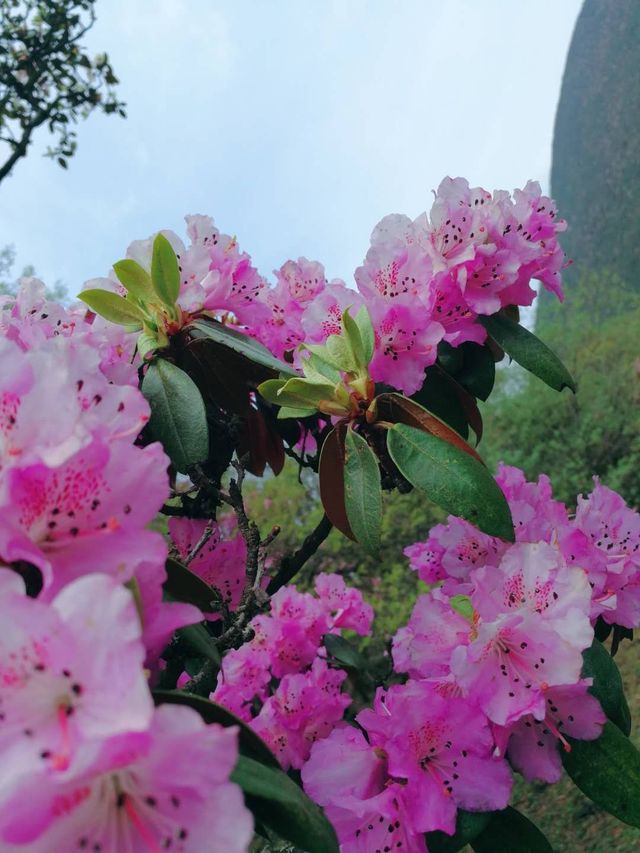 鶴慶馬耳山，花的海洋