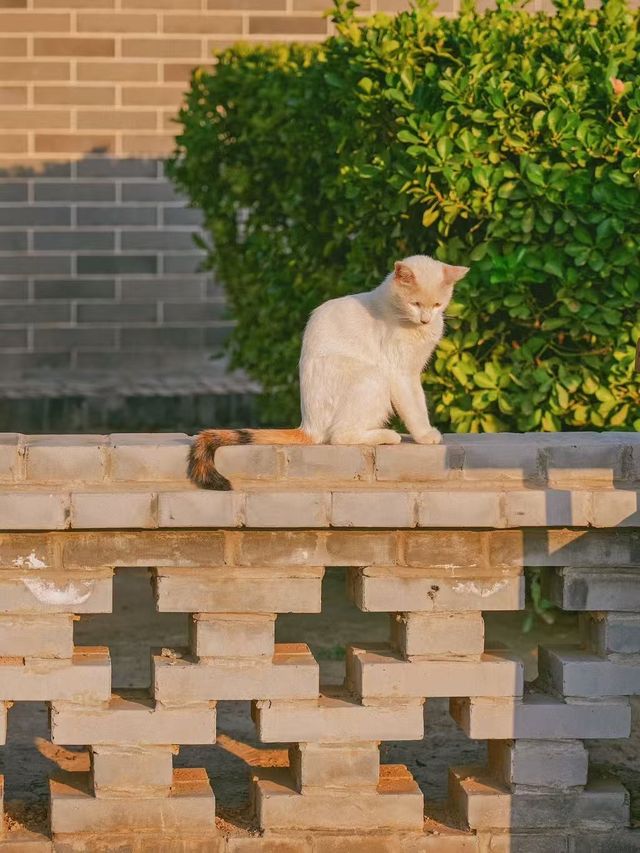 普救寺 | 唐風古剎裏藏着千年愛情密碼