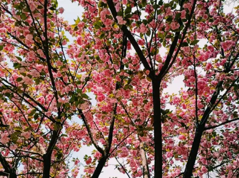 เทศกาลชมดอกซากุระในซีอาน: หมวดหมู่ 'ห้ามพลาด' กิจกรรมที่น่าตื่นตาตื่นใจที่กำลังจะมาถึง