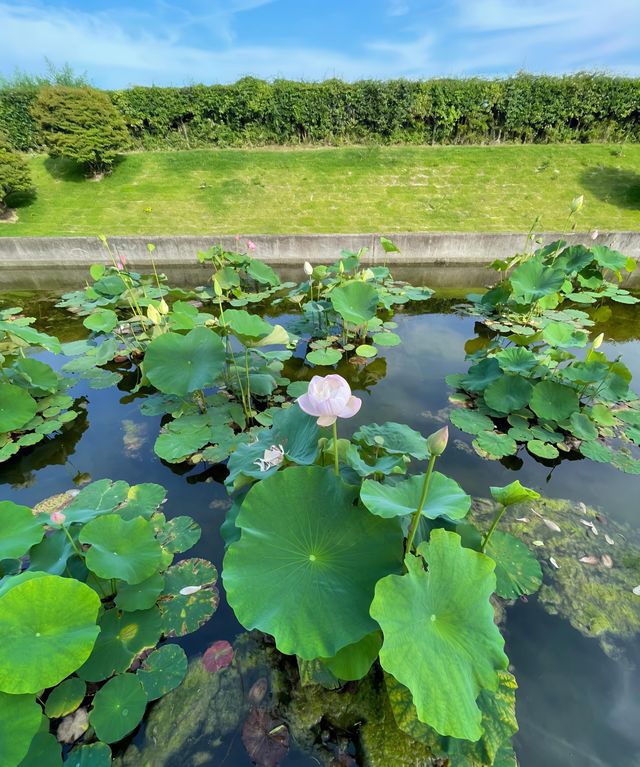 草津市立水生植物公園｜四季畫卷，水生花草繪就的自然詩篇