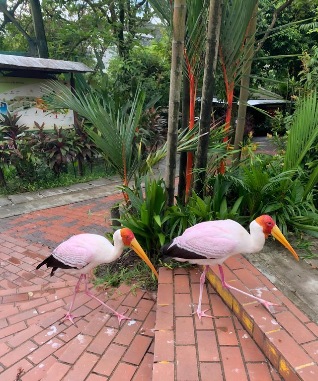 漫步納閩飛禽公園｜聆聽鳥兒的自然樂章
