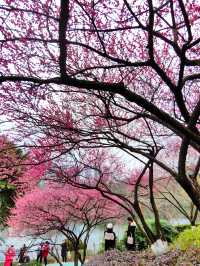春日漫步：彩雲湖公園