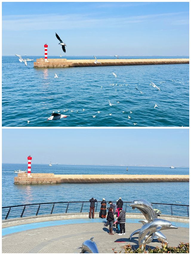 青島｜冬日浪漫「鷗遇」·純玩一日遊攻略