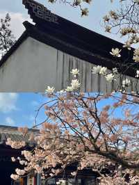 2025 蘇州玉蘭花賞花，3 月限定頂流，錯過再等一年