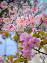 花開滿城，信陽市區賞花攻略來咯！