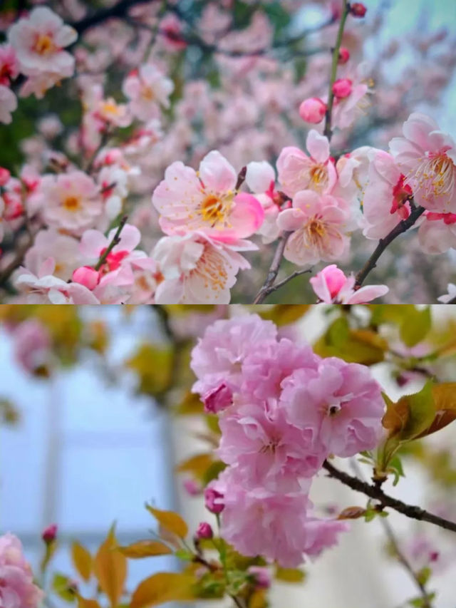 花開滿城，信陽市區賞花攻略來咯！
