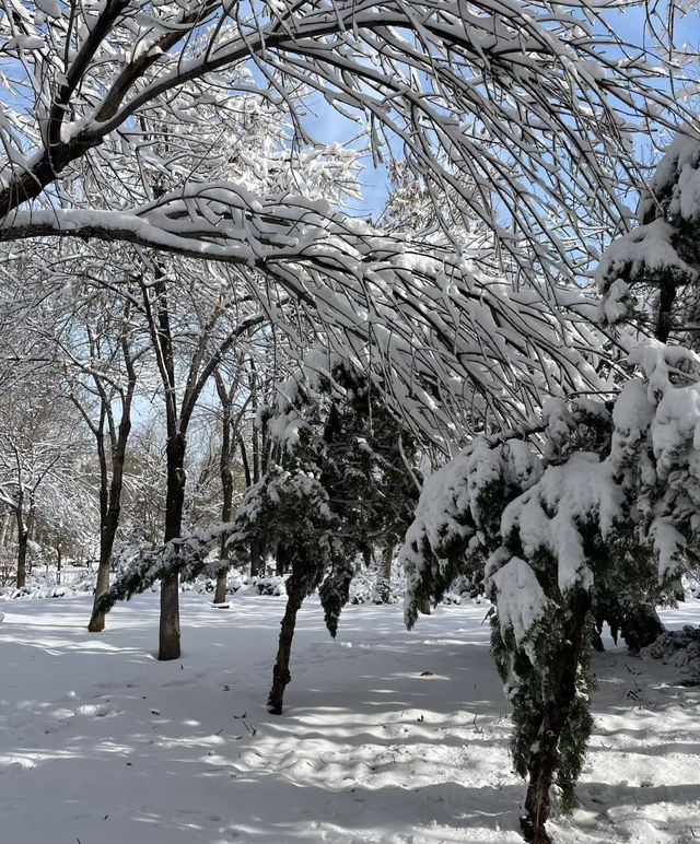 2025年的第一場春雪～美呆啦！