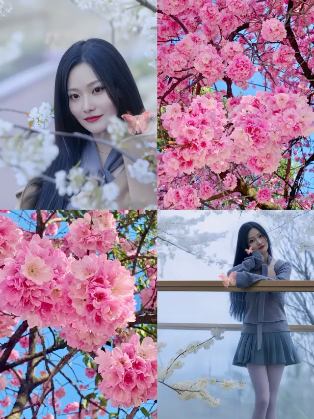 Nanjing's Exclusive Cherry Blossom Display: I've Brought Spring Indoors!