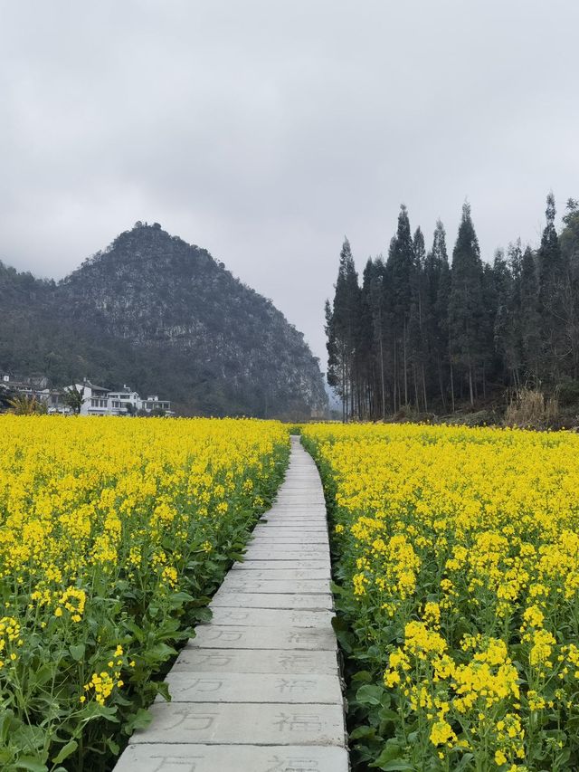 清明小長假 6天暢遊雲南昆明-羅平 不負春光