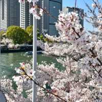 🌸限定浪漫 | 大阪毛馬櫻之宮公園，錯過等一年！