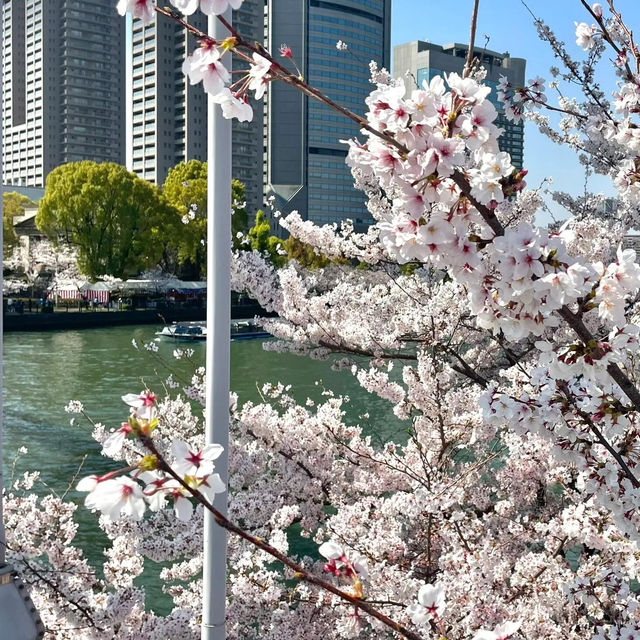 🌸限定浪漫 | 大阪毛馬櫻之宮公園，錯過等一年！