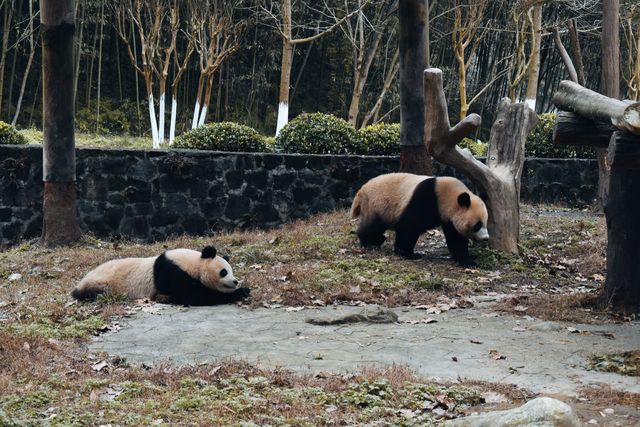 一個可以近距離看熊貓的地方，照片很不錯