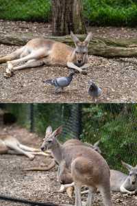 在黃金海岸的可倫賓野生動物保護區抱了樹熊餵了袋鼠