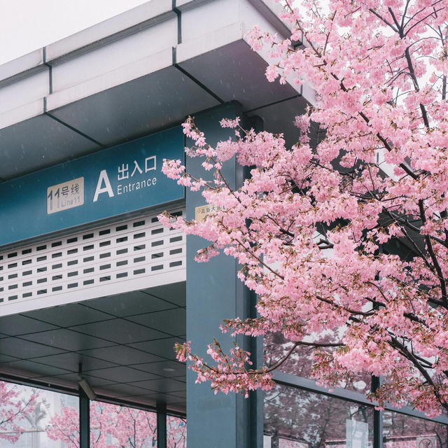 🌸武漢新晉最美櫻花地鐵站，邂逅春日浪漫