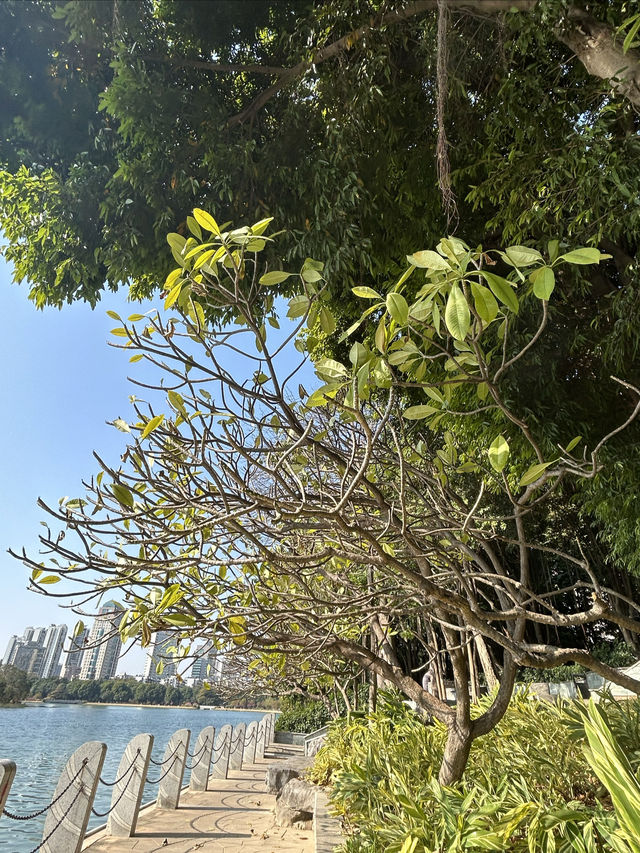 南寧南湖公園：免費的城市自然瑰寶