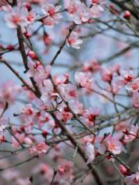 春日限定 | ‌ ‌‌‌南崖清水岩賞桃花遊玩攻略